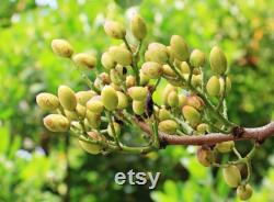 Pistachio Tree Organic Seeds, 10 Count Pistachio Tree Seed, Pistachio Plant for Garden and Pot, Non-GMO Heirloom, Open Pollination