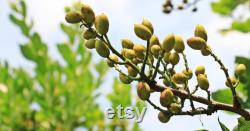 Pistachio Tree Organic Seeds, 10 Count Pistachio Tree Seed, Pistachio Plant for Garden and Pot, Non-GMO Heirloom, Open Pollination