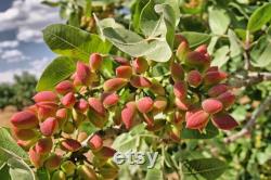 Pistachio Tree Organic Seeds, 10 Count Pistachio Tree Seed, Pistachio Plant for Garden and Pot, Non-GMO Heirloom, Open Pollination