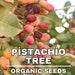Pistachio Tree Organic Seeds, 10 Count Pistachio Tree Seeds, Home Gardening, High Germination, For Garden And Potted, Non-gmo Heirloom