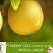 Pomelo Tree Organic Seeds, 5 Count Chinese Grapefruit Seed, Pomelo Plant Seeds For Garden And Pot, Non-gmo Heirloom, Open Pollination