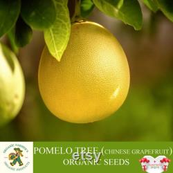 Pomelo Tree Organic Seeds, 5 Count Chinese Grapefruit Seed, Pomelo Plant Seeds for Garden and Pot, Non-GMO Heirloom, Open Pollination
