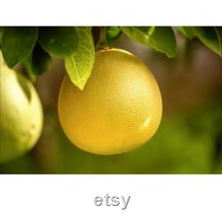 Pomelo Tree Organic Seeds, 5 Count Chinese Grapefruit Seed, Pomelo Plant Seeds for Garden and Pot, Non-GMO Heirloom, Open Pollination
