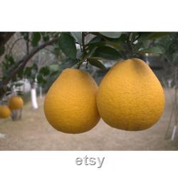 Pomelo Tree Organic Seeds, 5 Count Chinese Grapefruit Seed, Pomelo Plant Seeds for Garden and Pot, Non-GMO Heirloom, Open Pollination