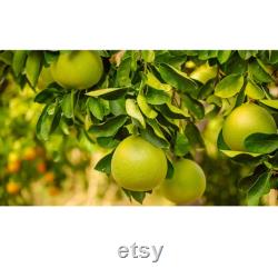 Pomelo Tree Organic Seeds, 5 Count Chinese Grapefruit Seed, Pomelo Plant Seeds for Garden and Pot, Non-GMO Heirloom, Open Pollination