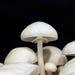 Porcelain Mushroom Liquid Culture Oudemansiella Mucida