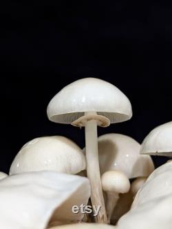 Porcelain Mushroom Liquid Culture Oudemansiella mucida