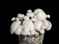 Porcelain Mushroom Liquid Culture Oudemansiella mucida