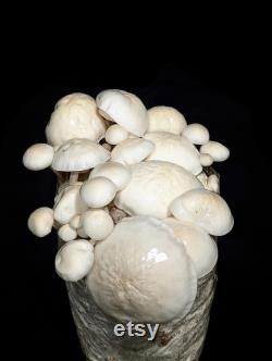 Porcelain Mushroom Liquid Culture Oudemansiella mucida