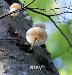 Porcelain Mushroom Liquid Culture Oudemansiella mucida