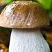 Porcini Mushroom King Bolete Mycelium Spawn Dried Spores Kit For Planting Non Gmo