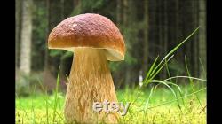 Porcini Mushroom King Bolete Mycelium Spawn Dried Spores Kit for Planting Non GMO
