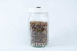 Pre-Sterilized Grain Jars 1 L, Set of 6 Millet Organic Rye Reusable