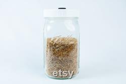Pre-Sterilized Grain Jars 1 L, Set of 6 Millet Organic Rye Reusable