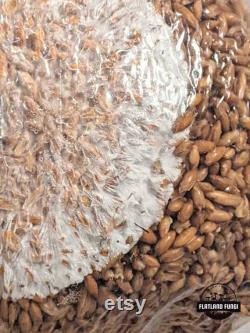 Pre-Sterilized Rye Mushroom Grain Spawn Injection Port Grow Mushrooms at Home