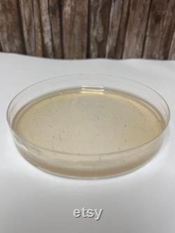 Pre-poured MYA Agar Plates for Mushroom Cultivation Free Parafilm Included High-quality growth Medium Fast and Robust mycelium growth