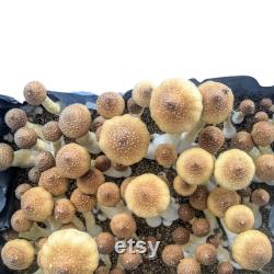 Premium Mushroom Substrate. Manure Coir Verm Mushroom Bulk Substrate. Balanced Manure-Based Bulk Substrate for growing mushrooms.