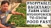 Profitable Backyard Farm Uses Hydroponics To Grow Food Fast
