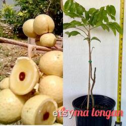 Rare Lost of breed. Aroma longan pepper seeds Longan fruits tree. An excellent Longan fruits with Aroma and very tiny seeds to no seed.