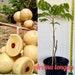 Rare Lost Of Breed. Aroma Longan Pepper Seeds Longan Fruits Tree. An Excellent Longan Fruits With Aroma And Very Tiny Seeds To No Seed.