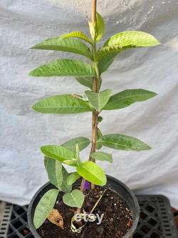 Rare Peanut Guava . Thailand Long , seedless . Oi Thailand vuong loai trai dai . Seedless. 1 year Air layering tree. Strongly roots .