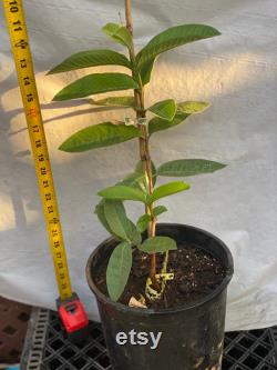 Rare Peanut Guava . Thailand Long , seedless . Oi Thailand vuong loai trai dai . Seedless. 1 year Air layering tree. Strongly roots .