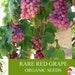 Rare Red Grape Organic Seeds, 10 Count Red Grape Seed, Red Grape Plant For Pot And Garden, Non-gmo Heirloom, Open Pollination