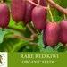 Rare Red Kiwi Tree Organic Seeds, 20 Count Kiwifruit Seed, Red Kiwi Plant For Pot And Garden, Non-gmo Heirloom