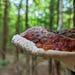 Red-belted Conk Liquid Culture, Fomitopsis Pinicola