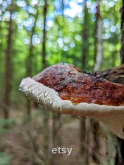 Red-Belted Conk Liquid Culture, Fomitopsis pinicola
