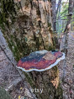 Red-Belted Conk Liquid Culture, Fomitopsis pinicola