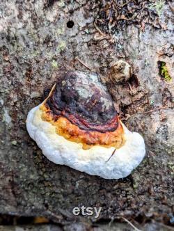 Red-Belted Conk Liquid Culture, Fomitopsis pinicola