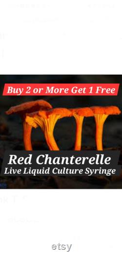 Red Chanterelle Mushroom Liquid Culture Syringe