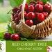 Red Cherry Tree Organic Seeds, 5 Count Red Cherry Tree Seed, Cherry Tree Plant Seeds For Garden And Pot, Non-gmo -heirloom,open Pollination