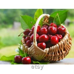 Red Cherry Tree Organic Seeds, 5 Count Red Cherry Tree Seed, Cherry Tree Plant Seeds for Garden and Pot, Non-GMO -Heirloom,Open Pollination