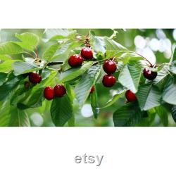 Red Cherry Tree Organic Seeds, 5 Count Red Cherry Tree Seed, Cherry Tree Plant Seeds for Garden and Pot, Non-GMO -Heirloom,Open Pollination