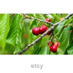 Red Cherry Tree Organic Seeds, 5 Count Red Cherry Tree Seed, Cherry Tree Plant Seeds for Garden and Pot, Non-GMO -Heirloom,Open Pollination