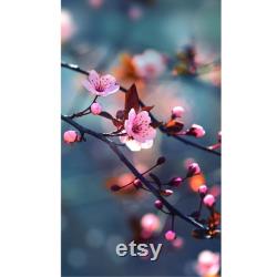 Red Cherry Tree Organic Seeds, 5 Count Red Cherry Tree Seed, Cherry Tree Plant Seeds for Garden and Pot, Non-GMO -Heirloom,Open Pollination