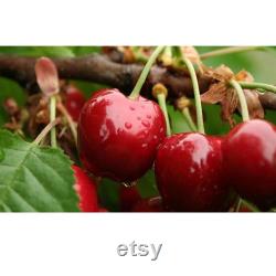 Red Cherry Tree Organic Seeds, 5 Count Red Cherry Tree Seed, Cherry Tree Plant Seeds for Garden and Pot, Non-GMO -Heirloom,Open Pollination