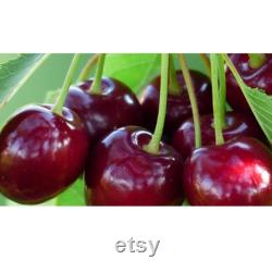 Red Cherry Tree Organic Seeds, 5 Count Red Cherry Tree Seed, Cherry Tree Plant Seeds for Garden and Pot, Non-GMO -Heirloom,Open Pollination