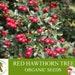 Red Hawthorn Tree Organic Seeds, 10 Count Red Hawthorn Tree Seed, Red Hawthorn Plant Seeds For Garden And Pot, Non-gmo Heirloom