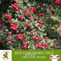 Red Hawthorn Tree Organic Seeds, 10 Count Red Hawthorn Tree Seed, Red Hawthorn Plant Seeds for Garden and Pot, Non-GMO Heirloom