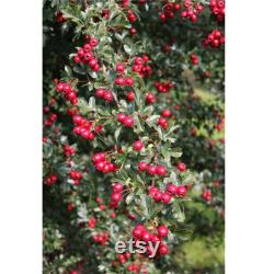 Red Hawthorn Tree Organic Seeds, 10 Count Red Hawthorn Tree Seed, Red Hawthorn Plant Seeds for Garden and Pot, Non-GMO Heirloom