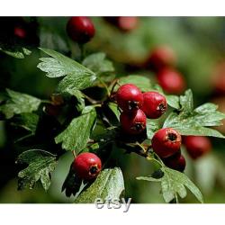 Red Hawthorn Tree Organic Seeds, 10 Count Red Hawthorn Tree Seed, Red Hawthorn Plant Seeds for Garden and Pot, Non-GMO Heirloom