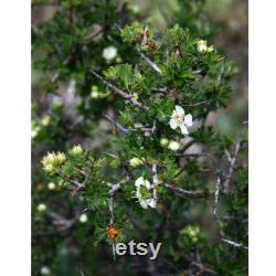Red Hawthorn Tree Organic Seeds, 10 Count Red Hawthorn Tree Seed, Red Hawthorn Plant Seeds for Garden and Pot, Non-GMO Heirloom
