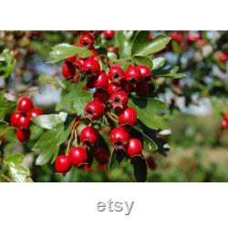Red Hawthorn Tree Organic Seeds, 10 Count Red Hawthorn Tree Seed, Red Hawthorn Plant Seeds for Garden and Pot, Non-GMO Heirloom