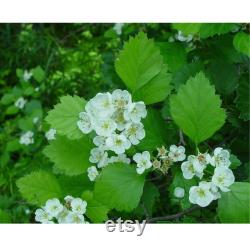 Red Hawthorn Tree Organic Seeds, 10 Count Red Hawthorn Tree Seed, Red Hawthorn Plant Seeds for Garden and Pot, Non-GMO Heirloom