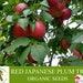 Red Japanese Plum Tree Organic Seeds, 5 Count Red Japanese Plum Tree Seed, Red Plum Tree Plant For Pot And Garden, Non-gmo Heirloom