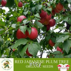 Red Japanese Plum Tree Organic Seeds, 5 Count Red Japanese Plum Tree Seed, Red Plum Tree Plant for Pot and Garden, Non-GMO Heirloom