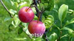 Red Japanese Plum Tree Organic Seeds, 5 Count Red Japanese Plum Tree Seed, Red Plum Tree Plant for Pot and Garden, Non-GMO Heirloom